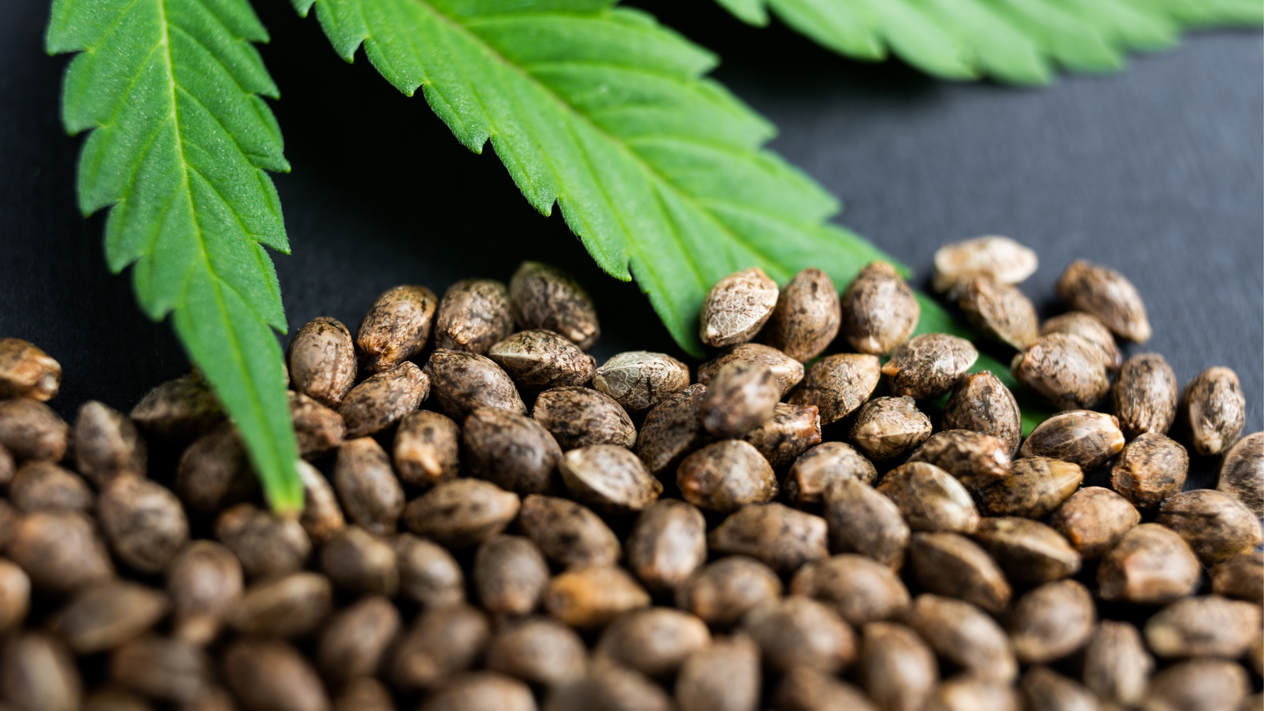 A Milestone for Sustainable Agriculture: Hemp Seed Approval