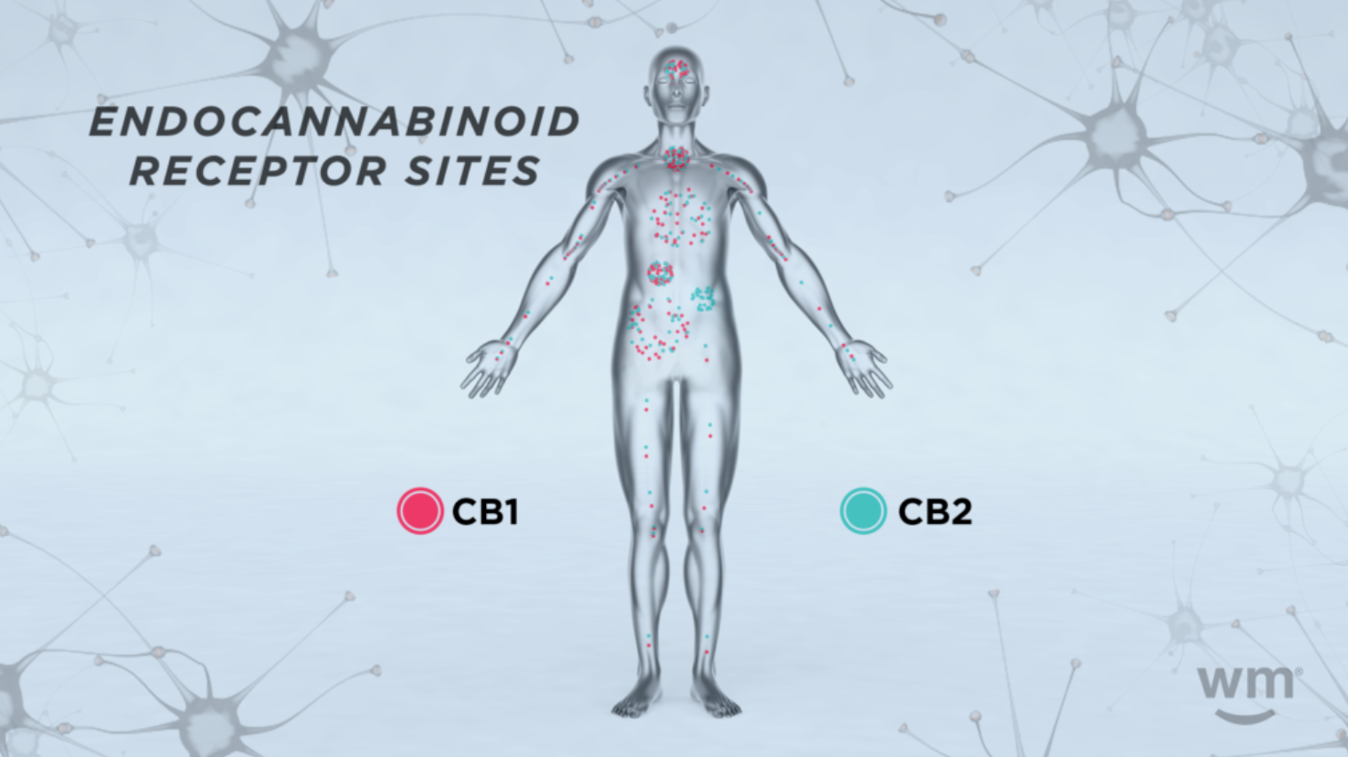 Beyond the Leaf: Discovering the True Power of Cannabinoids